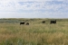 4-square-ranch-ground_7-25-2018_056_white-Face_800-wide