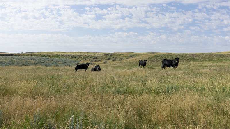 4-square-ranch-ground_7-25-2018_056_white-Face_800-wide