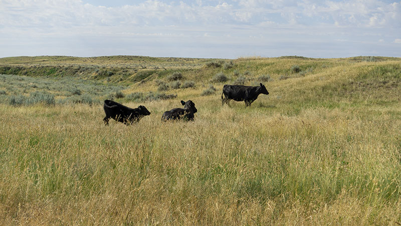 4-square-ranch-ground_7-25-2018_058_800-wide