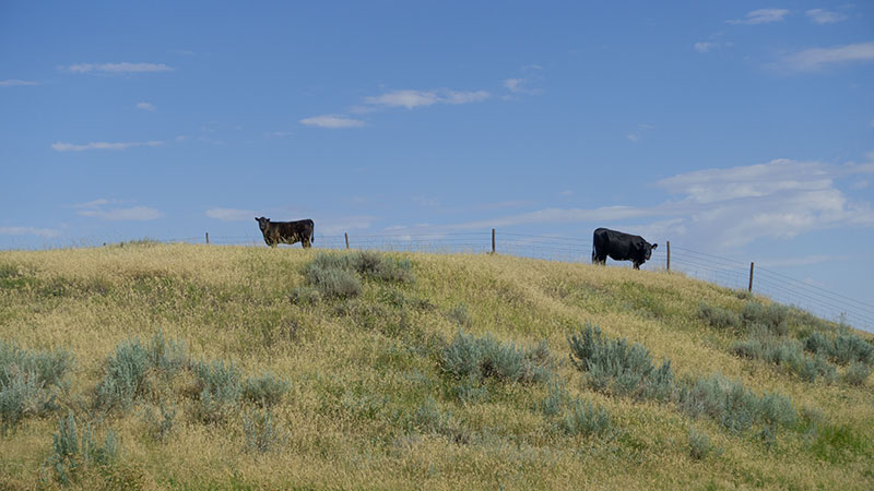 4-square-ranch-ground_7-25-2018_062_800-wide