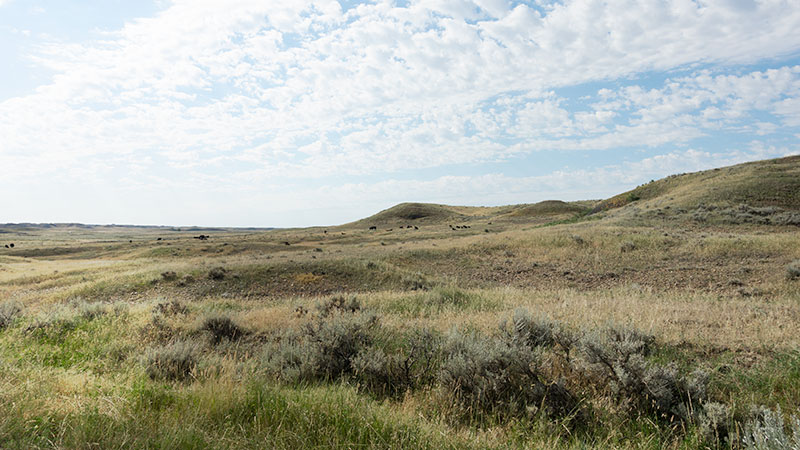 4-square-ranch-ground_7-25-2018_067_800-wide