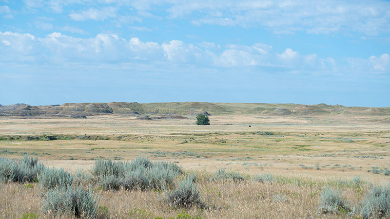 4-square-ranch-ground_7-25-2018_069_800-wide