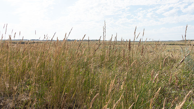 4-square-ranch-ground_7-25-2018_071_800-wide