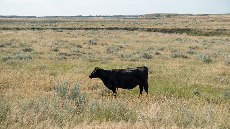 4-square-ranch-ground_7-25-2018_072_800-wide