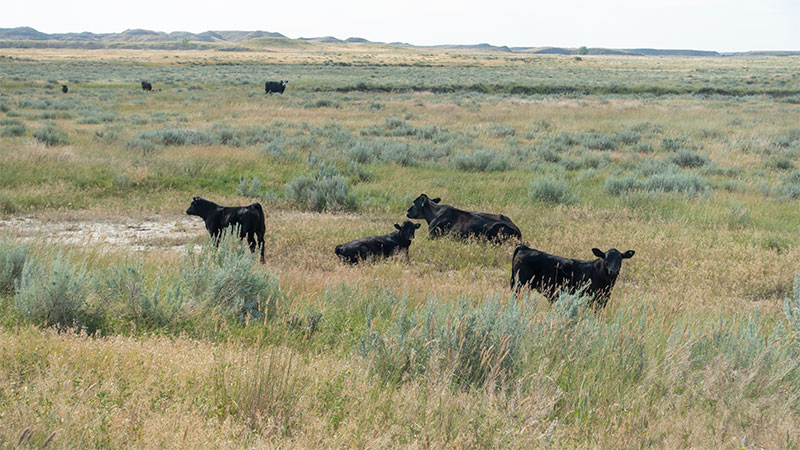 4-square-ranch-ground_7-25-2018_074_black-added_800-wide