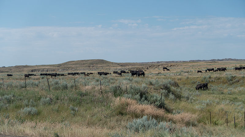 Cross-4-Ranch_7-27-18_003_800-wide