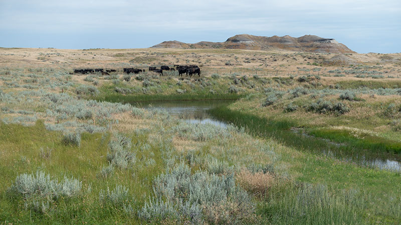 Cross-4-Ranch_7-27-18_009_REDUX_800-wide